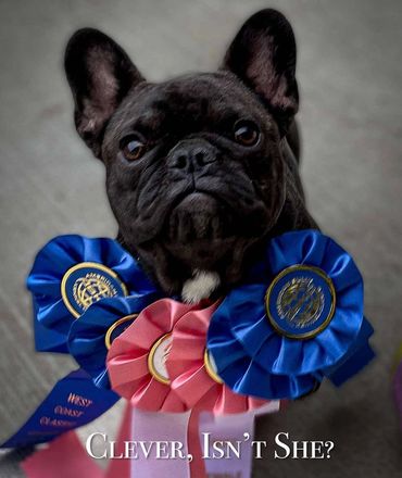 Black French Bulldog with award ribbons.