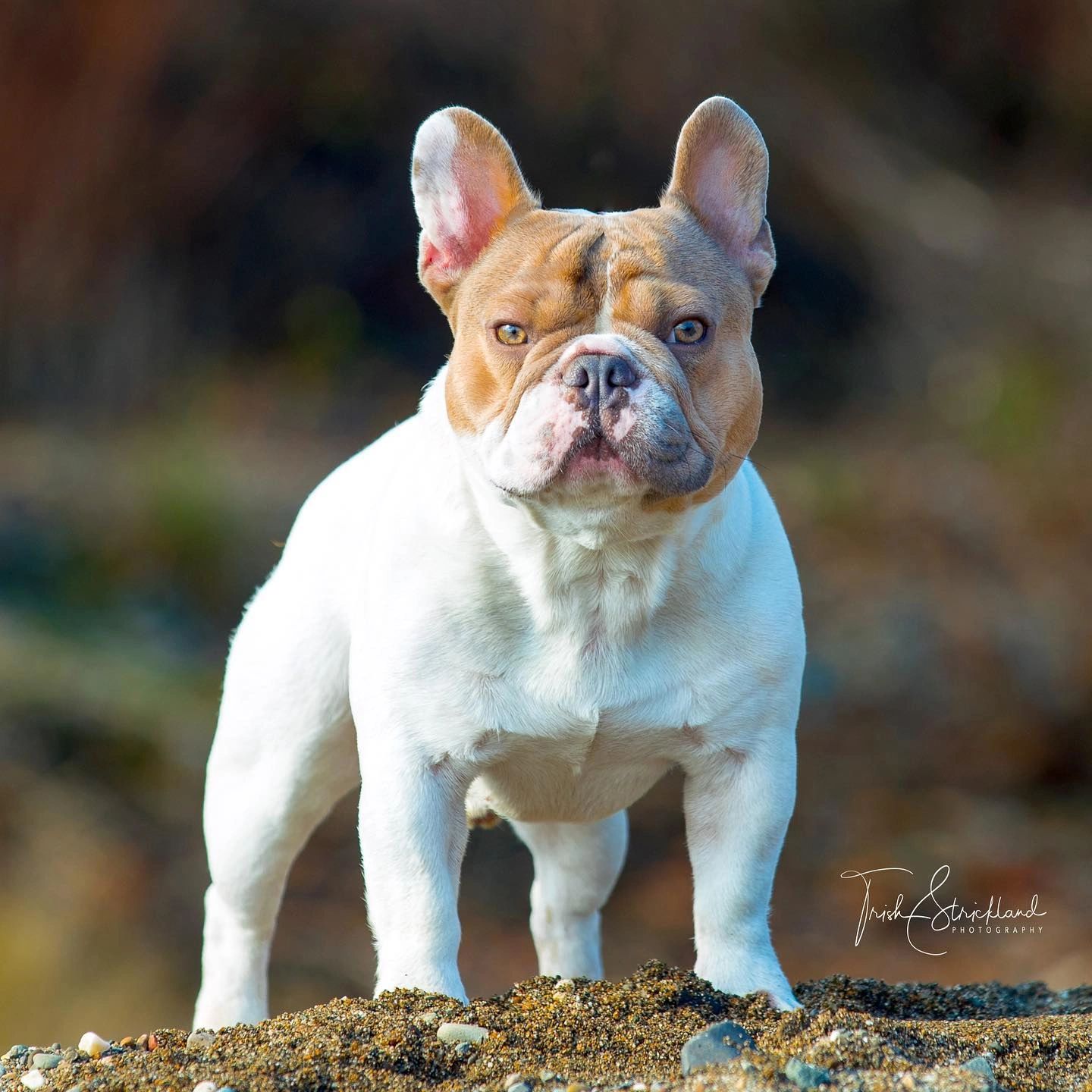 GRCH Lilac Haze Bendrix; Fad Color Pied French Bulldog Stud Service; OFA Rated Excellent Hips