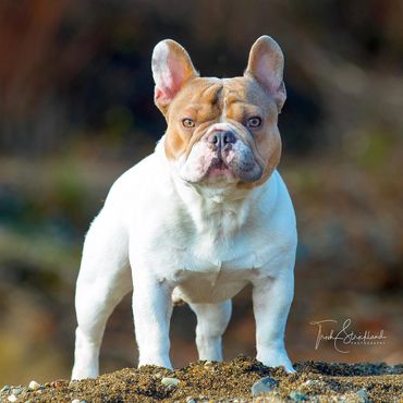GRCH Lilac Haze Bendrix BCAT; Pied French Bulldog Stud Service; OFA Excellent Hips; Ethical Breeder