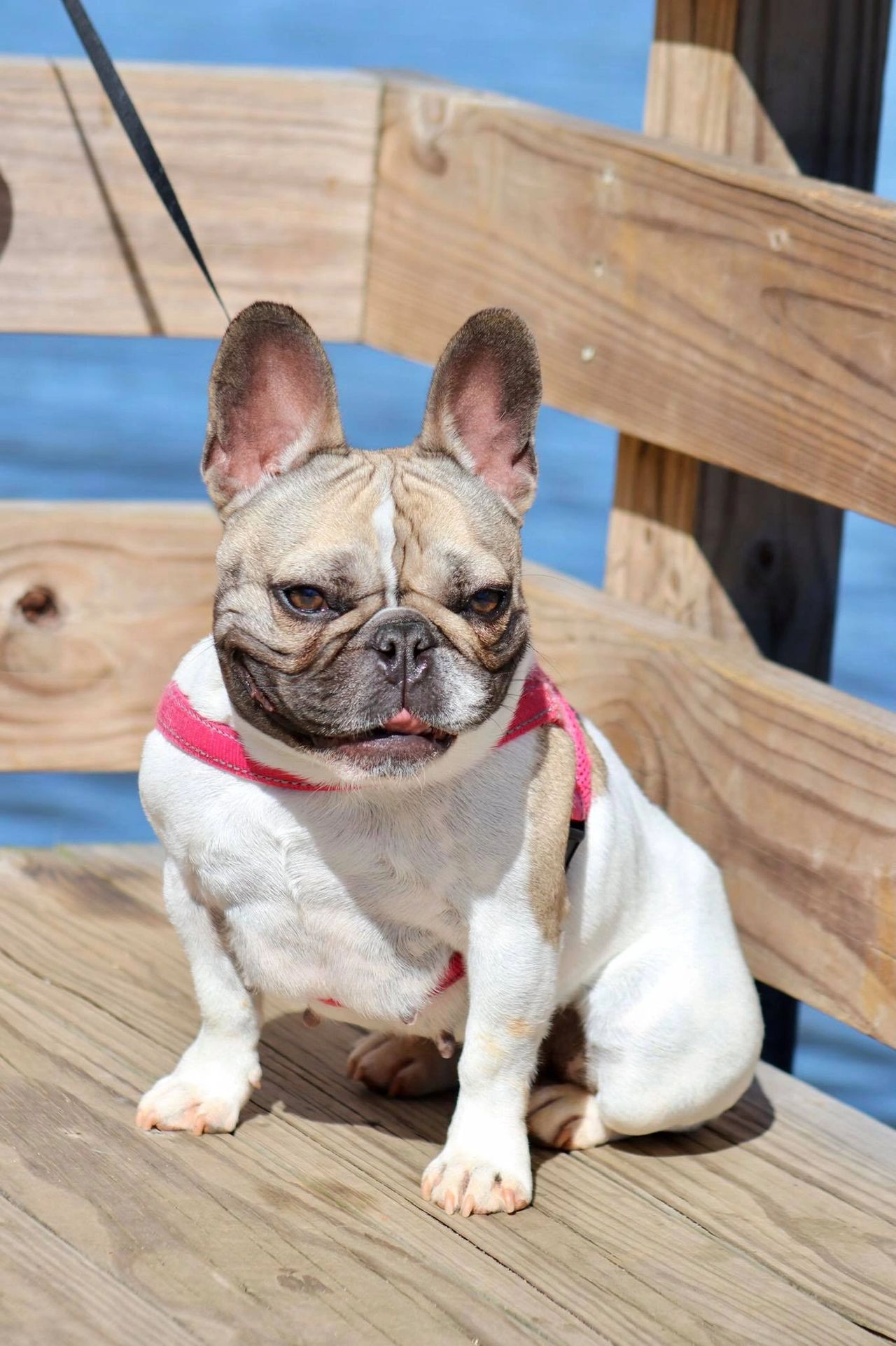 Litter Announcement Paris Rose Jackson X Ch Lilac Haze Bendrix