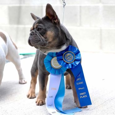 Lilac and Tan French Bulldog Stud