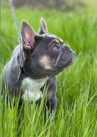 Crowd Pleazer's Greyson Haze by Starlight, Lilac at Tan French Bulldog