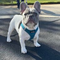 Lilac pied French Bulldog puppy.