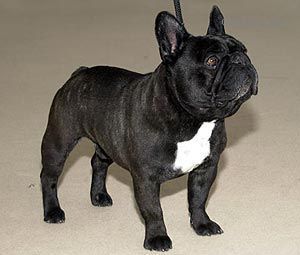 Wackel Dackel Original depuis 1965, bulldog français brun | Magnifique