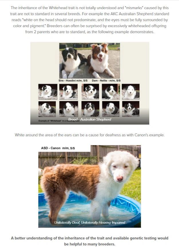 what breeds of dog have lethal white gene