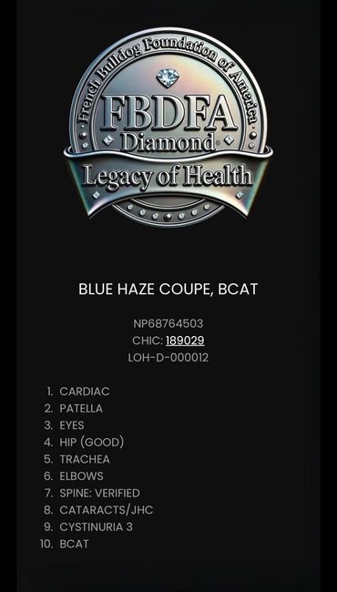 French Bulldog Foundation of America Legacy of Health (LOH) Diamond GRCH Blue Haze Coupe BCAT