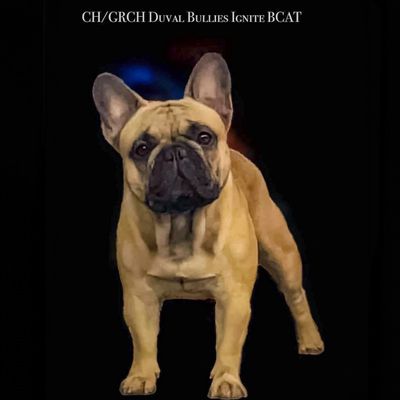 GRCH Duval Bullies Ignite, OFA  CHIC Certified GOOD Hips; RFG BOAS Unaffected; Normal Patellas. 
