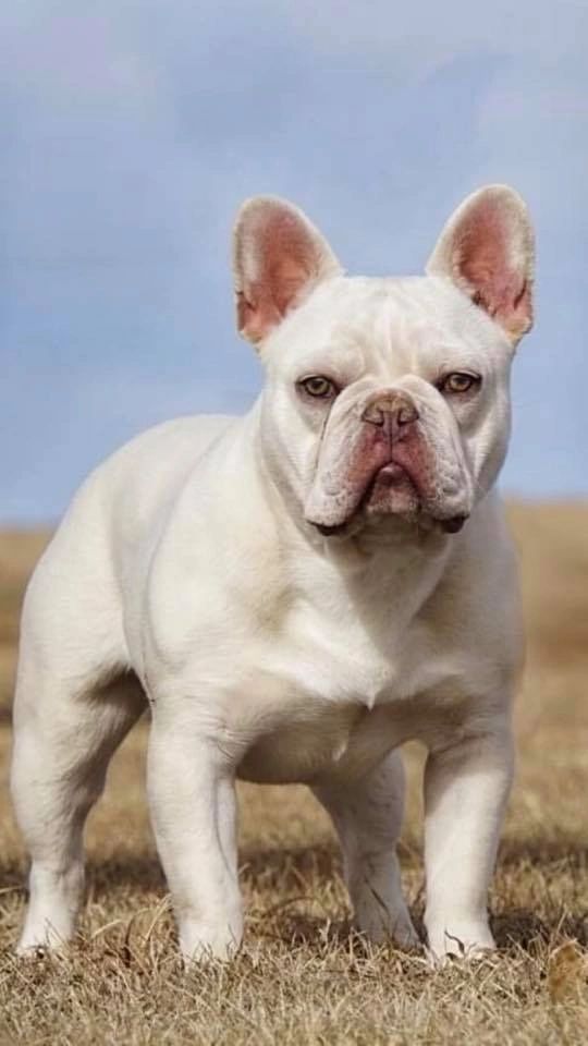 dark cream french bulldog
