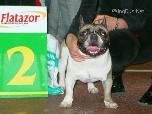 Colors Behind Standard French Bulldogs: Champion Carriers