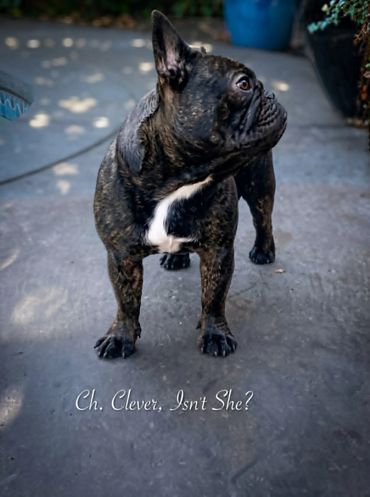 Ch. Clever Isn't She? FBDFA Platinum Legacy of Health