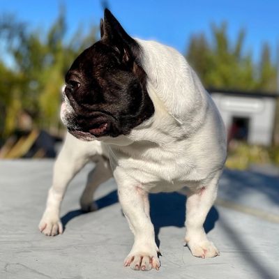 Silva's Tank, OFA Certified GOOD Hips, son of GRCH Lilac Haze Bendrix; French Bulldog Stud Services