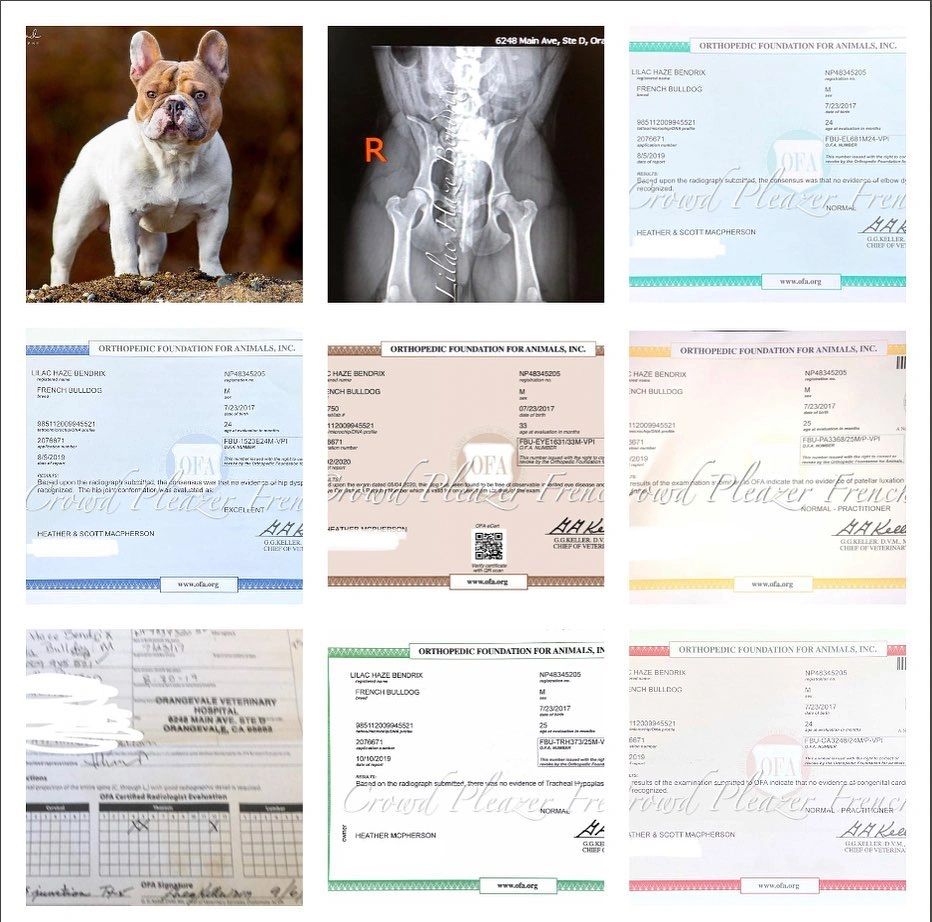 What Does It Mean When A Dog Is Ofa Certified