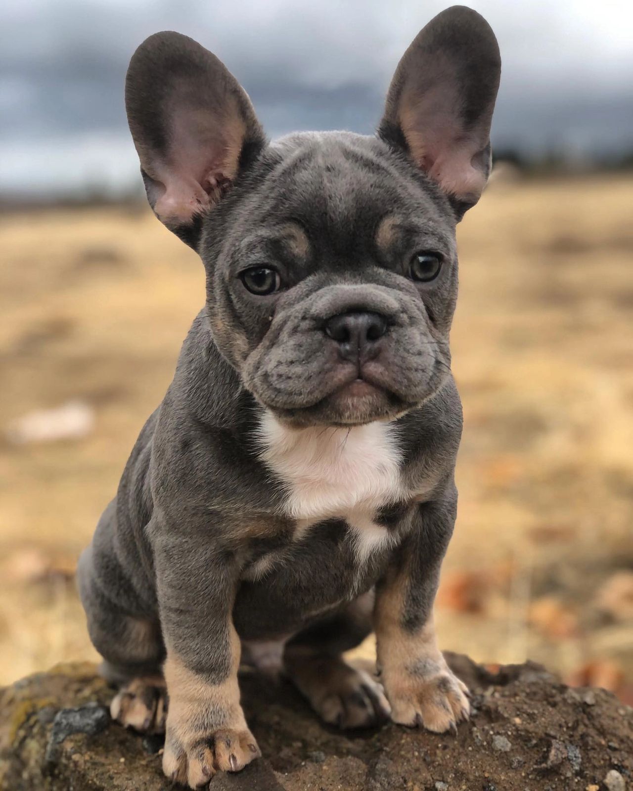 Crowd Pleazer Frenchies The Year In Review 2020
