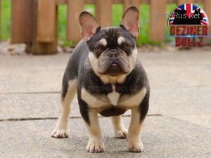 don choc french bulldog