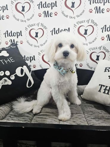 A Place of Hope Small Dog Rescue: Saving Lives, Spreading Joy