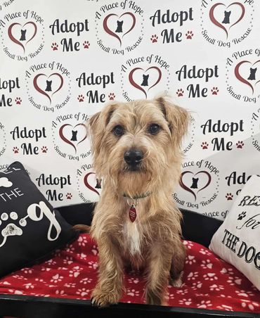 Where Can I Adopt a Small Dog: Top Trusted Places to Find Yours