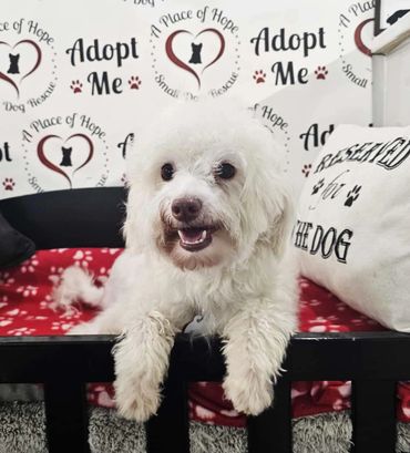 A Place of Hope Small Dog Rescue: Saving Lives, Spreading Joy