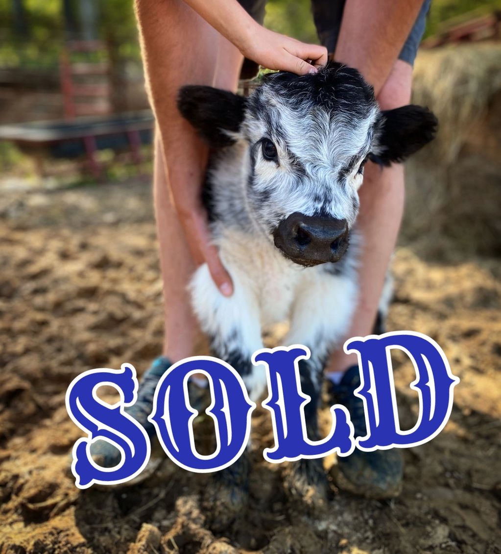 Miniature cow for sale Missouri