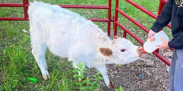 Miniature cow for sale Missouri
