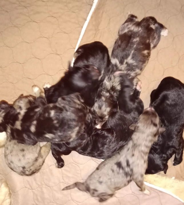 Litter of Aussiedoodle puppies Delivery available Hi Georgia Florida Louisiana Arizona Arkansas