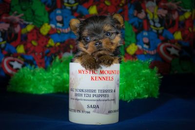 Yorkie puppy lives with Aussiedoodle East TN KY OH MI WI SC NC Georgia  Alabama Florida Louisiana 