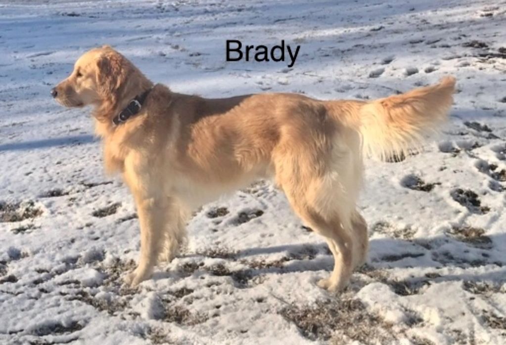 Brady sire
Brady has the best temperament!