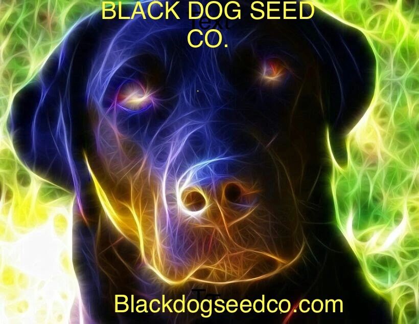 Cannabis Seeds Black Dog Seed Co