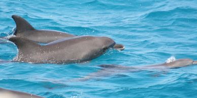 A pod of dolphins swimming in clear blue ocean water.