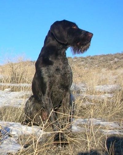 German wirehaired discount pointer drahthaar