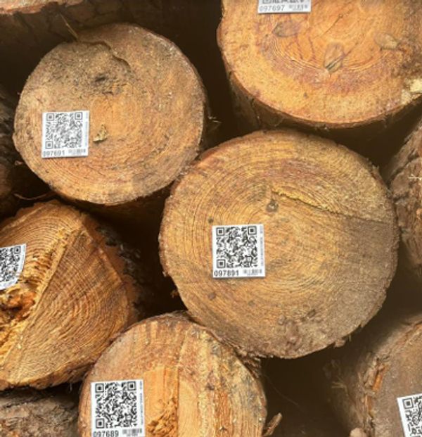 raw timber