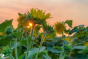 Sunflower Sunset III