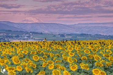 Peppered Sunflower Sunrise