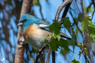 Lazuli Bunting