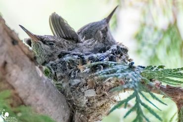 Rufous Hummingbird Nest