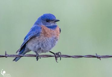 Blue bird on a wire