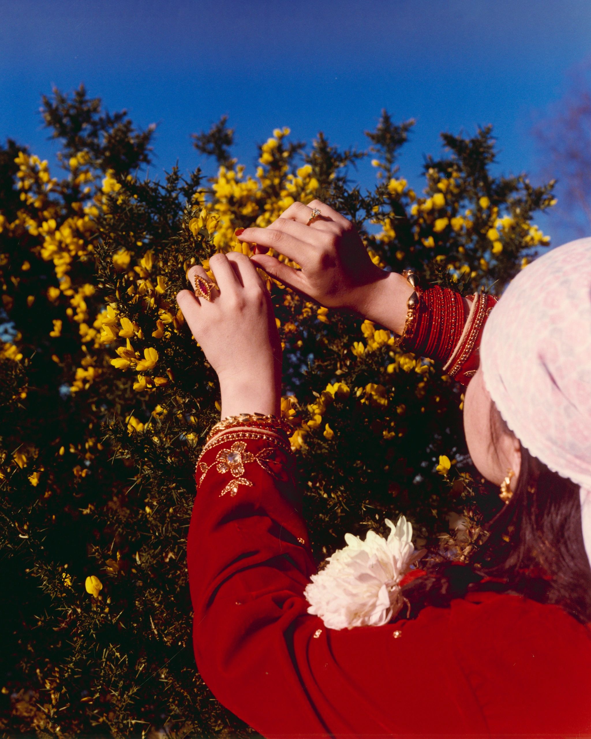 Hands adorned with jewelry touching yellow flowers under a clear blue sky.