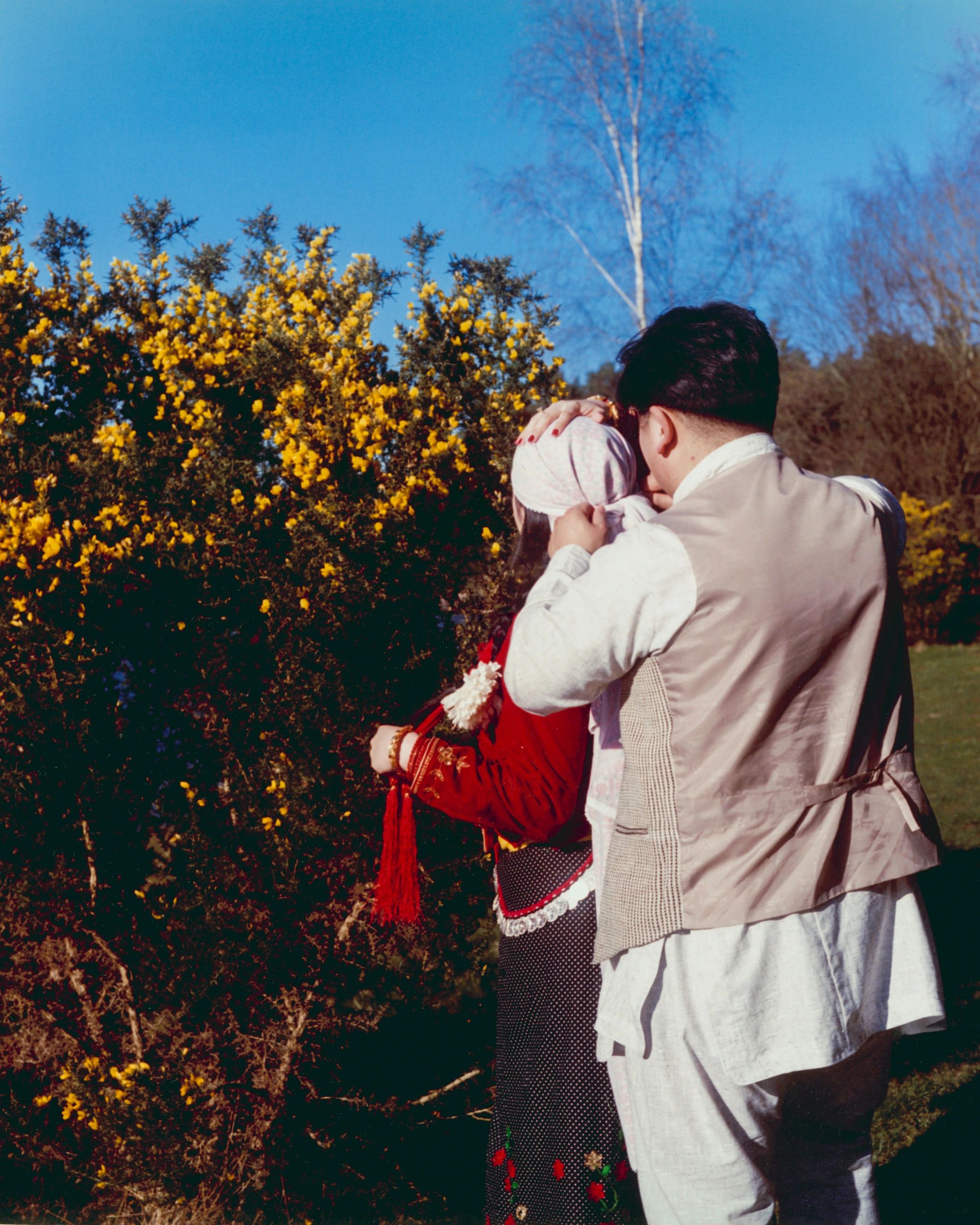 A couple embraces outdoors near yellow flowering bushes under a clear blue sky.
