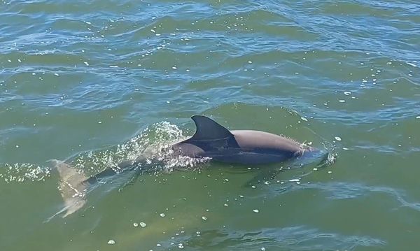 Folly Beach Dolphin Tours, Dolphin watching, Dolphin Cruises