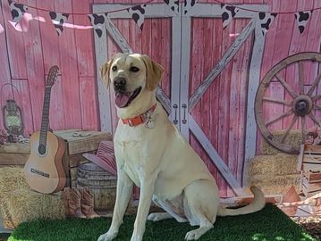 A happy yellow Labrador sitting in front of a rustic barn backdrop.