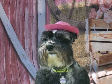 A black and white dog wearing a pink cowboy hat.