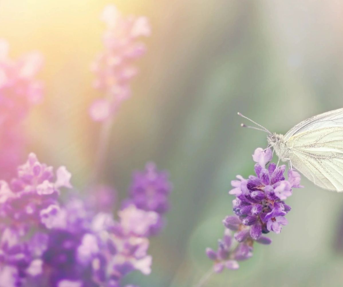 Pelangi Possibilities butterfly