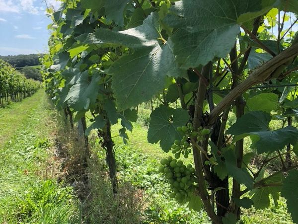 Chardonnay grapes