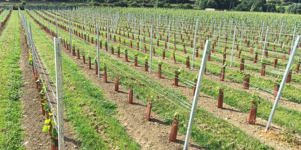 Newly established sparkling wine vineyard