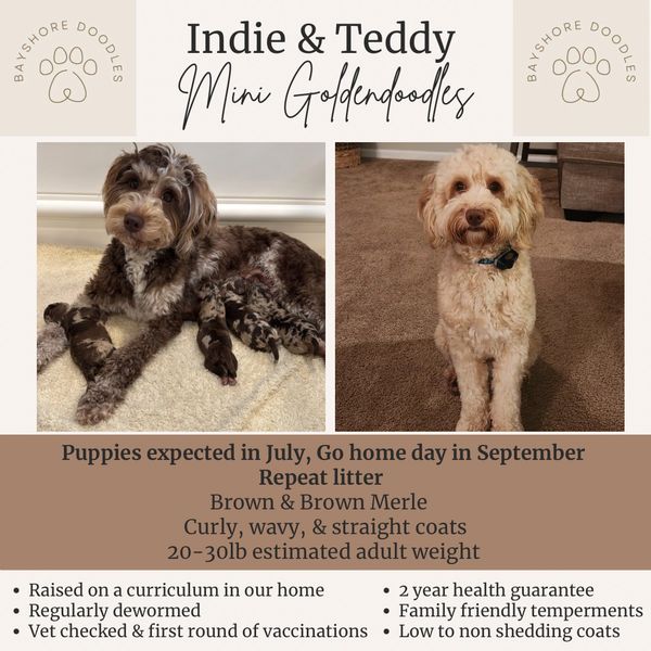 Mini Goldendoodles Indie and Teddy with expected puppies and care details.