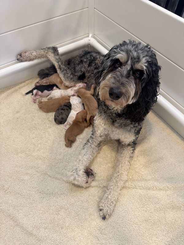A mother dog nursing her newborn puppies in a cozy corner.