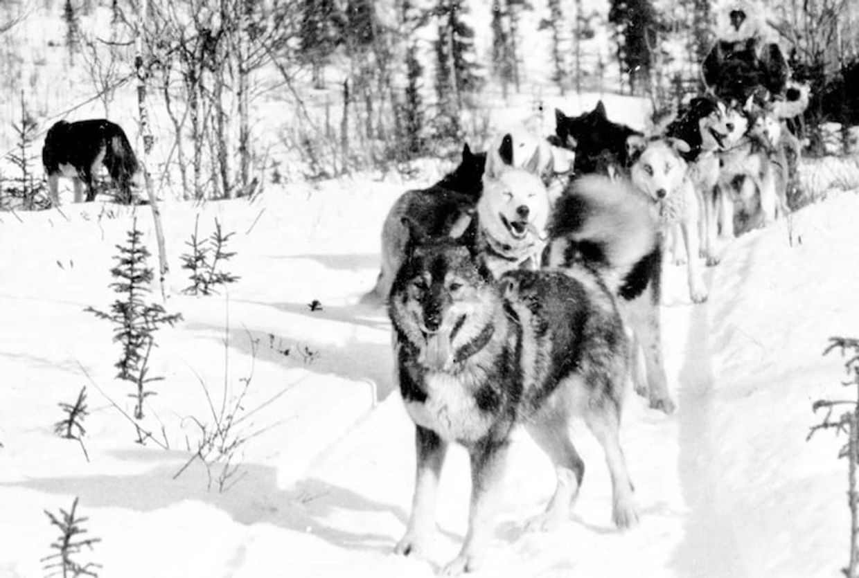 Togo in single lead on a trail in 1921. Courtesy of Sigrid Seppala Hanks Collection, Carrie M. McLai