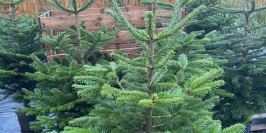 Abies Nordmann fir Conifer Trees Christmas Trees for sale Cheshire Wholesale Plant Nursery