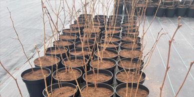 Corylus avellana Hazel Trees for sale in Cheshire Tree Nursery Cheshire Wholesale Plant Nursery