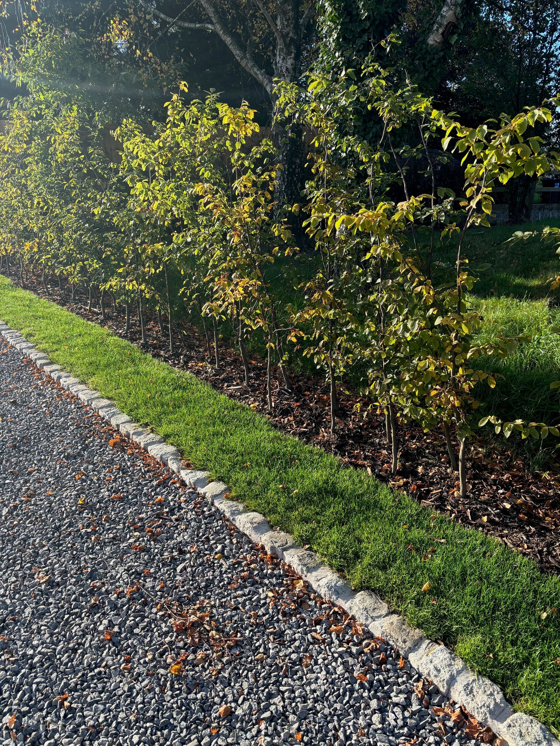 Bare Root Hedging Plants For Sale In Cheshire: Key Information