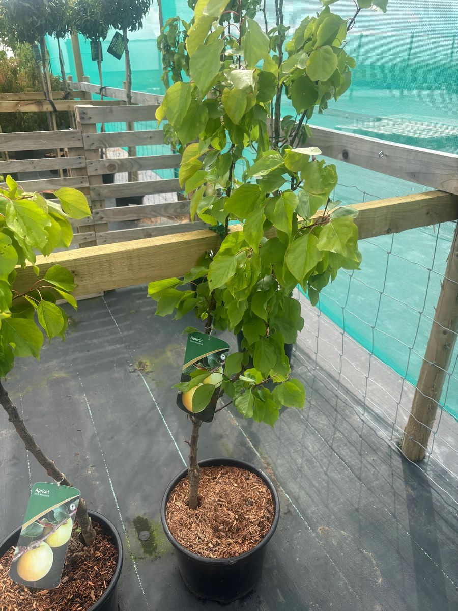 Apricot Tree 4 - 5ft